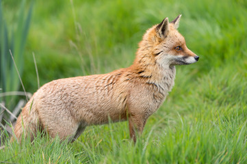 Red Fox