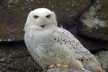 Snowy Owl