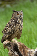 Eurasian Eagle Owl