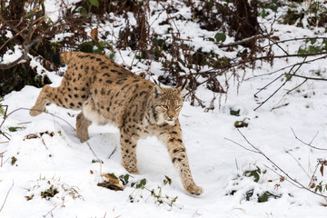 Lince Europea tra la neve
