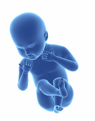 Fetus baby isolated blue concept