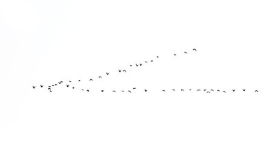 Fototapeta premium bird on white background
