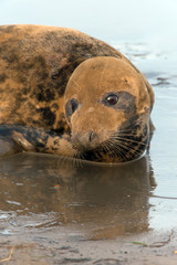 Obraz premium Atlantic Grey Seal