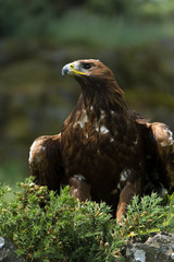 Golden Eagle