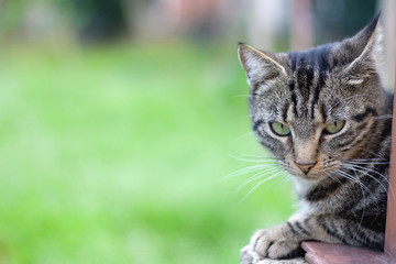 Cat in the garden, green background and copy space.