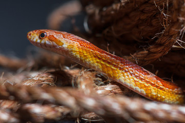 snake