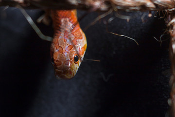 snake
