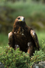 Golden Eagle