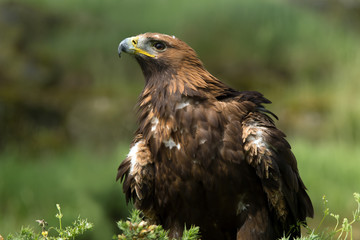 Golden Eagle