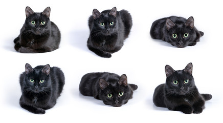 Collection of images of black cat