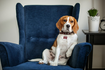 Fototapeta Funny beagle dog sitting in the chair like a boss obraz