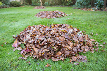 Autumn or winter leaves swept into big piles on grass