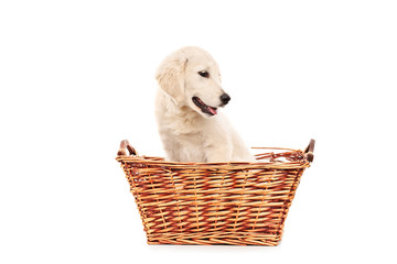 Little labrador retriever dog in a basket