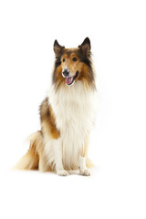 Fototapeta premium Rough Collie