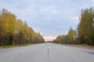 Fototapeta premium road in forest