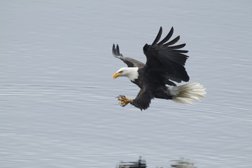 Eagle just above water. © Gregory Johnston