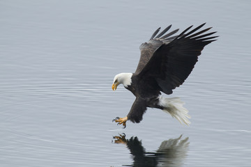 Eagle atteint pour le poisson.