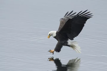 Papier Peint photo Lavable Aigle Eagle atteint pour le poisson.