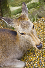 Fototapeta premium Japanese deer head