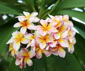 bunch of beautiful plumeria