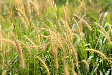 Obraz premium photo grass meadow