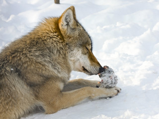 Gray wolf (Canis lupus) in winter