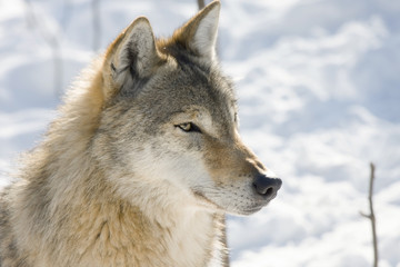 Fototapeta premium Gray wolf (Canis lupus) in winter