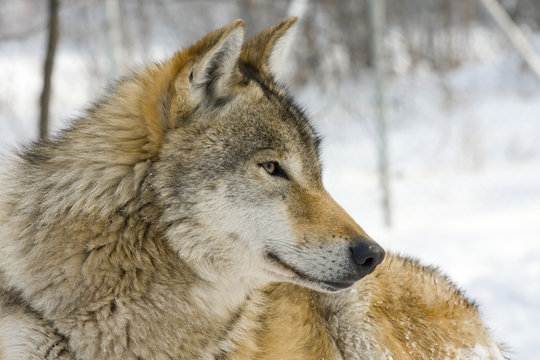 Fototapeta Gray wolf (Canis lupus) in winter