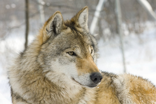 Fototapeta Gray wolf (Canis lupus) in winter