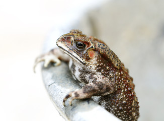 photo portrait toad