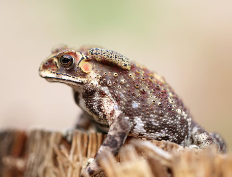 photo portrait frogs