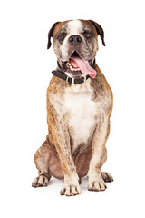 Bulldog Crossbreed Sitting Tongue Out