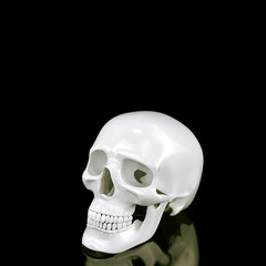 Skull on black background.