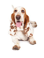 Happpy Basset Hound Dog With Spotted Ears