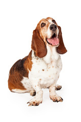 Happy Basset Hound Dog Sitting Looking Up