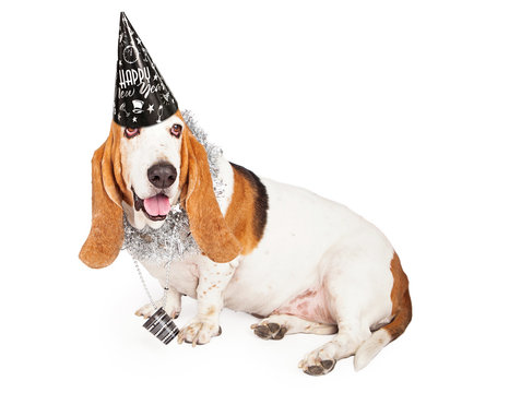 New Years Basset Hound Dog