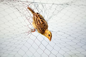 Bird on the net