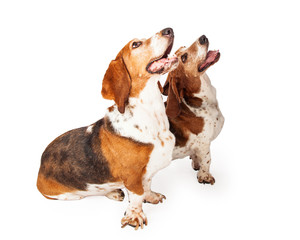 Two Happy Basset Hounds Sitting Together