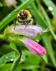 abeja