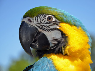 Blue and Gold Macaw