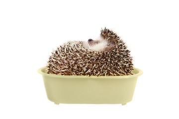 Hedgehog in bathtub.