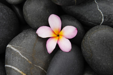 Single frangipani on wet black pebbles