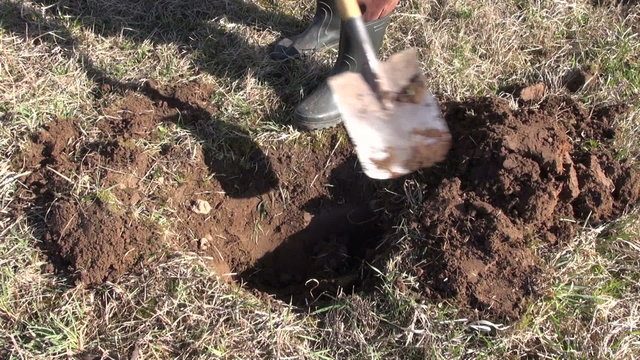 gardener digging hole pit for apple tree in spring garden