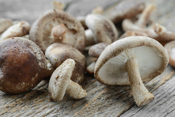 Shitake Mushroom on Wood Background