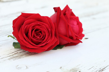red rose flower on white wood background