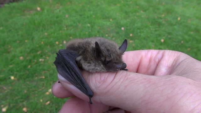 bat Nathusius pipistrelle (Pipistrellus nathusii) in  hands