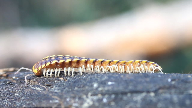 insect move centipede macro tropical bug