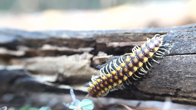 insect move centipede macro tropical bug