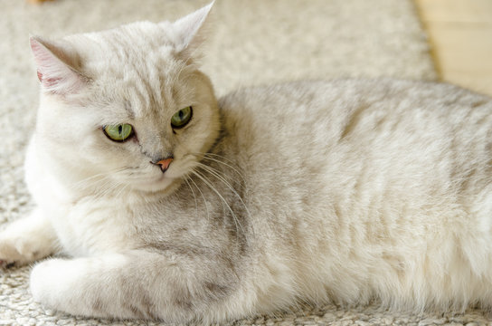 寝そべるぽっちゃちねこ