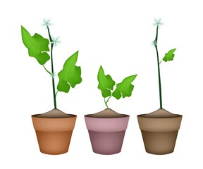 Three Ivy Gourd Plant in Ceramic Flower Pots